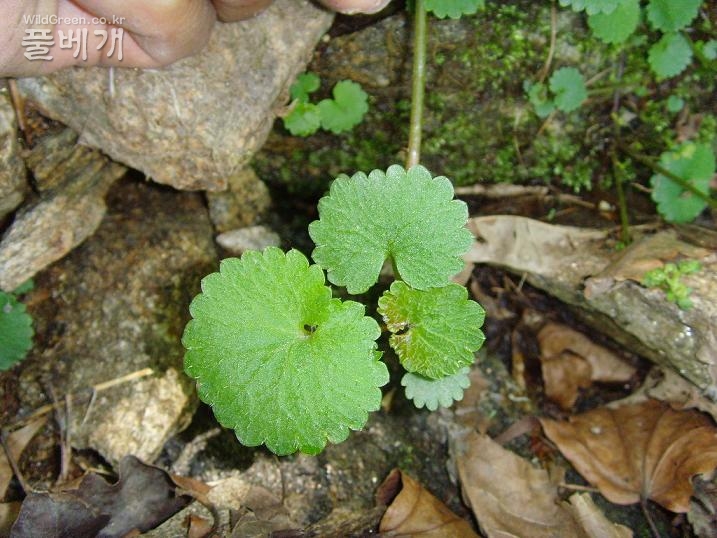 사진 136.jpg : 애기괭이눈 무성지