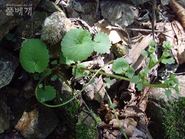 사진 149.jpg : 애기괭이눈 무성지