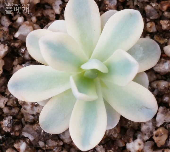 resized_20150420_133323_1972659322.jpg : 바위솔 바로알기