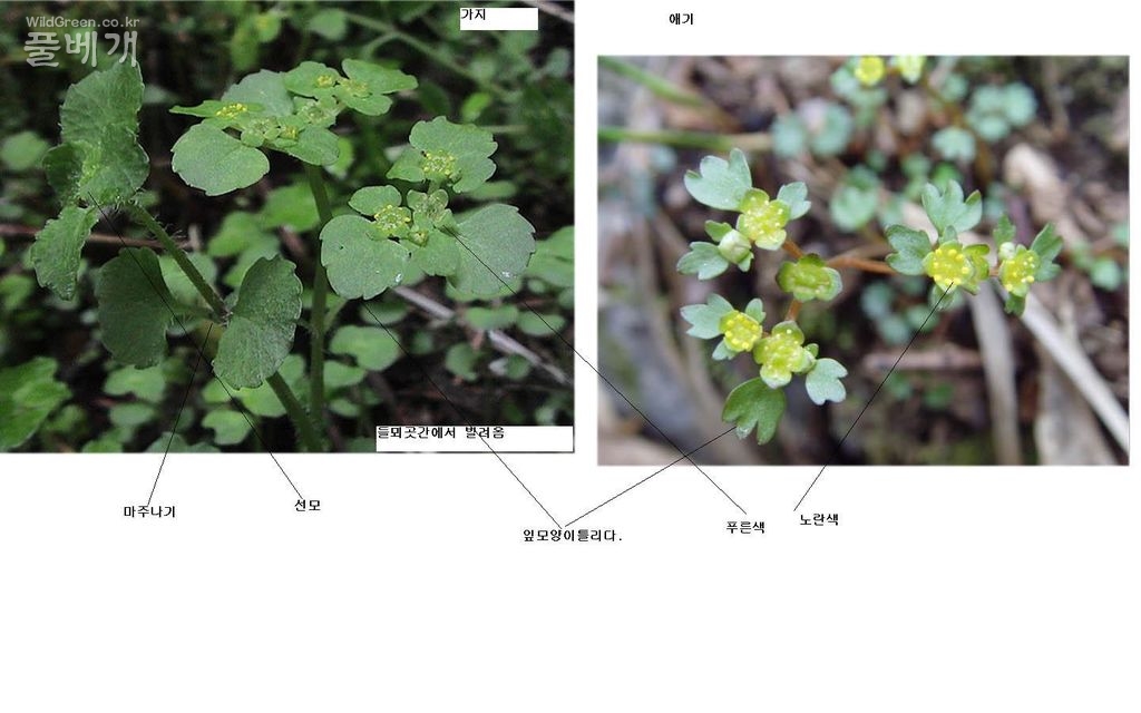 가지괭이눈. 애기괭이눈.jpg