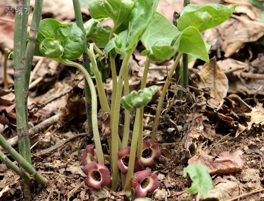 0501 202.jpg : 족도리풀속 식물의 재분류