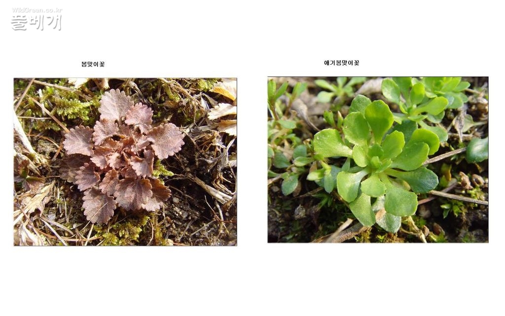 봄맞이꽃. 애기봄맞이꽃 뿌리잎 비교.jpg