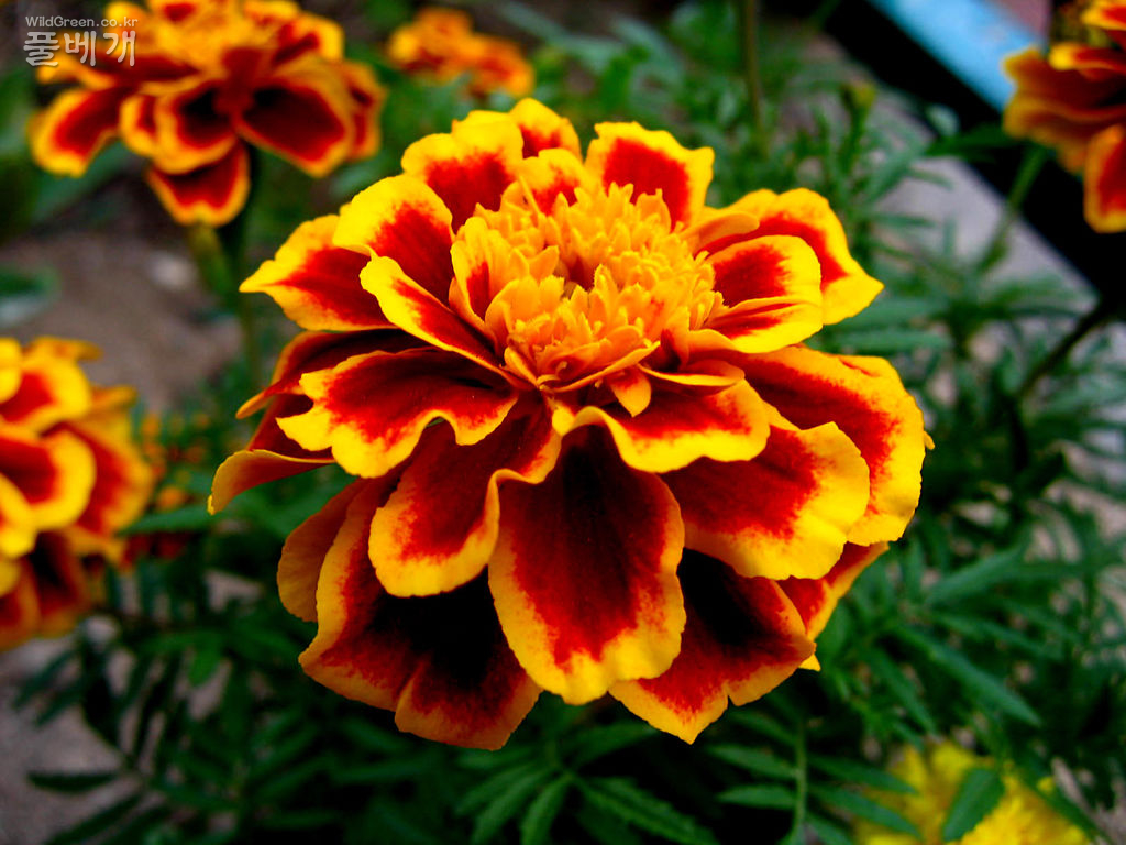 2005  만수국(4)-금천초교  IMG_0550.JPG