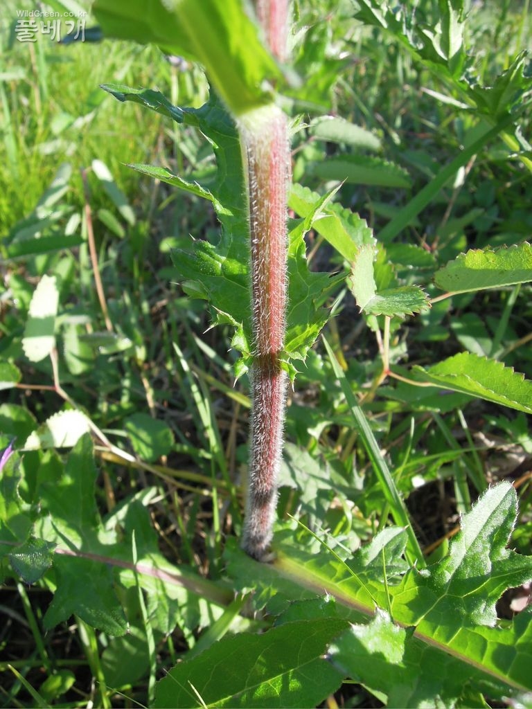 5dn월24일요일 028.JPG : 엉컹퀴 붉은줄기와 록색줄기