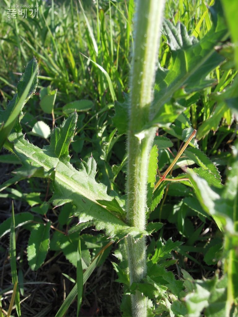 5dn월24일요일 030.JPG : 엉컹퀴 붉은줄기와 록색줄기