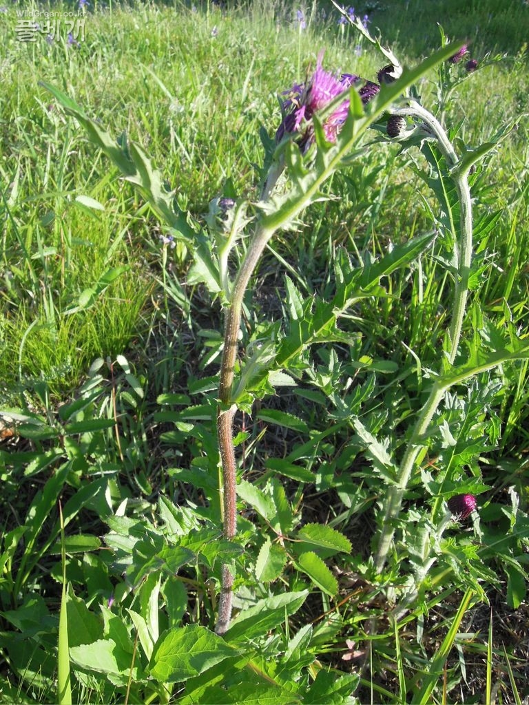 5dn월24일요일 027.JPG : 엉컹퀴 붉은줄기와 록색줄기