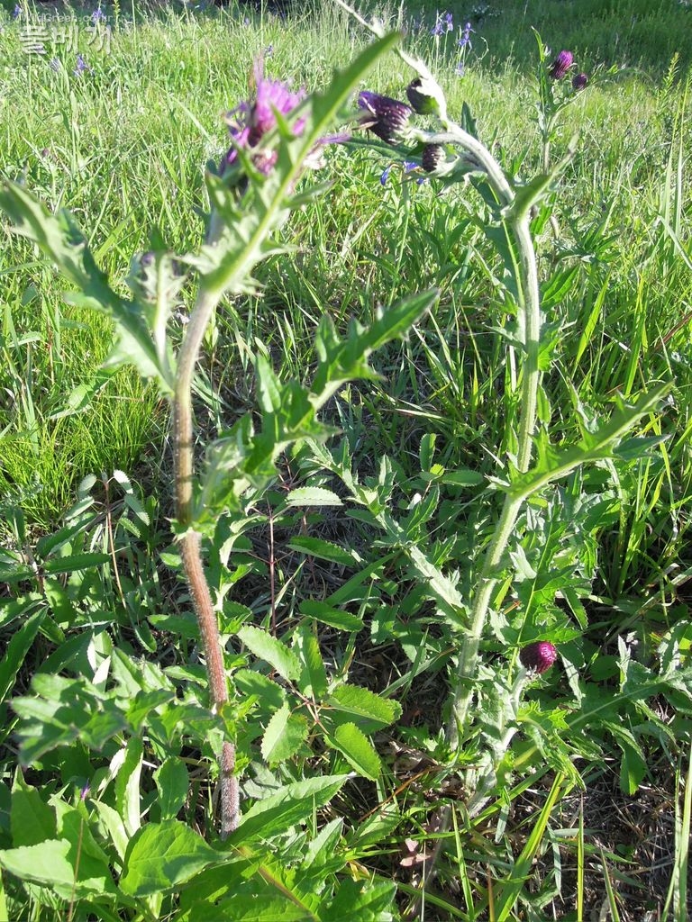 5dn월24일요일 026.JPG : 엉컹퀴 붉은줄기와 록색줄기