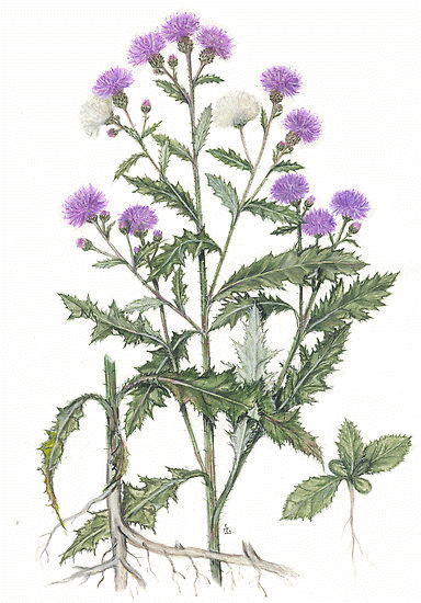 사본 -flat,550x550,075,f.gif