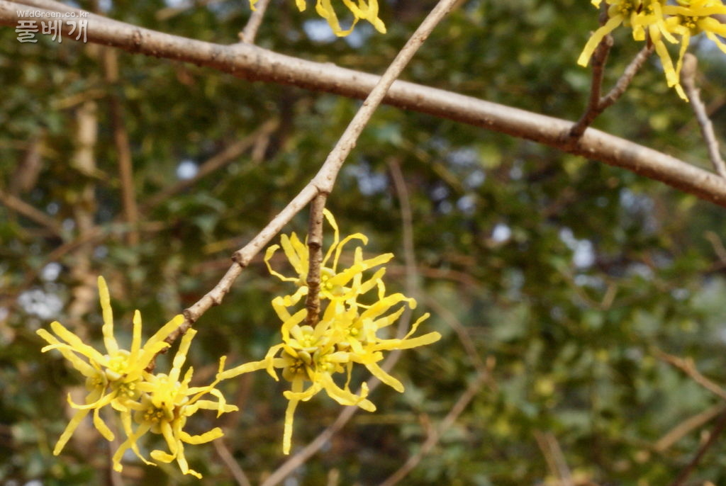 홍릉수목원의 풍년화.jpg : 풍년초 꽃의 특이성
