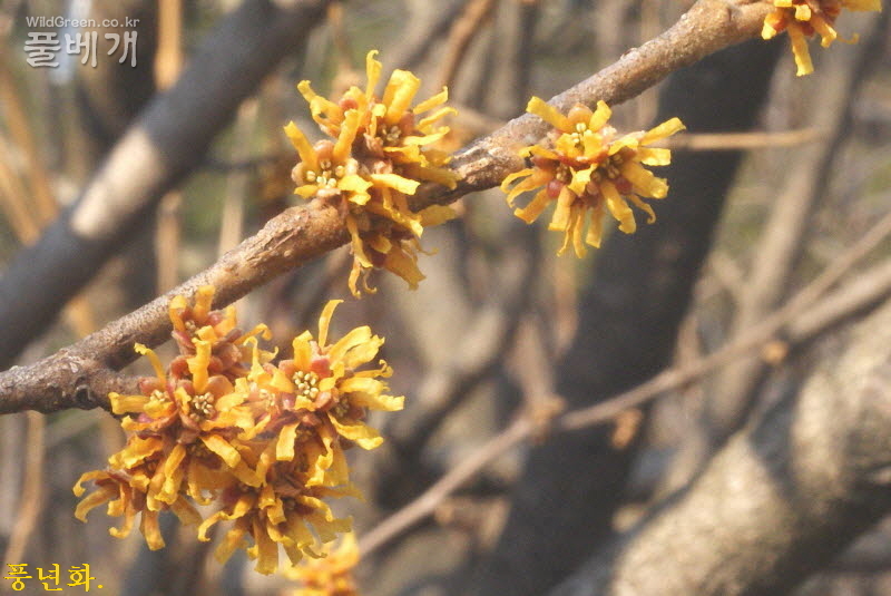 물향기수목원의 풍년화.jpg : 풍년초 꽃의 특이성