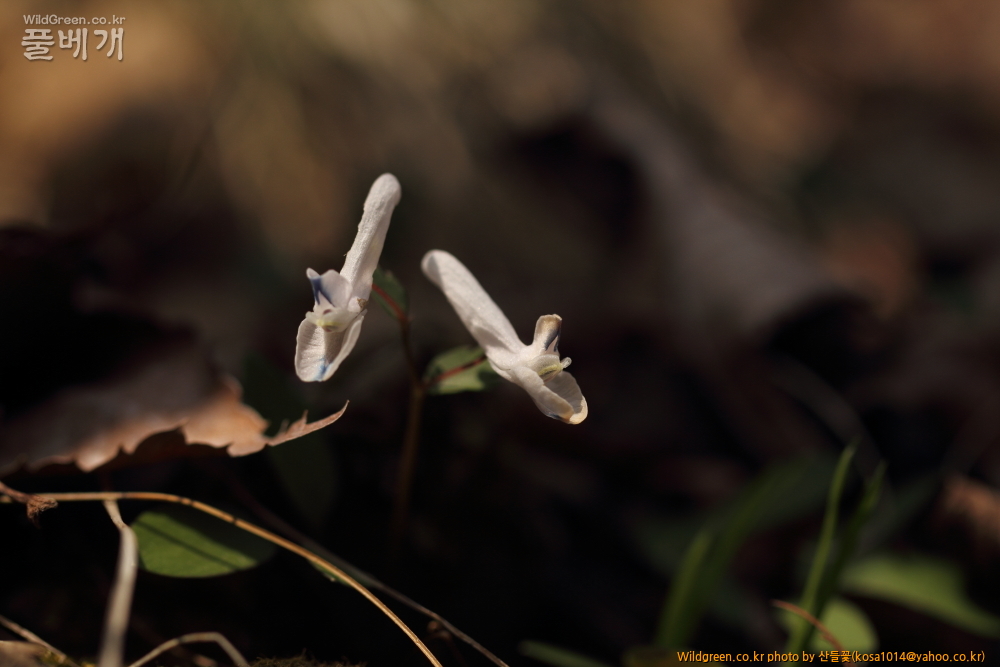 DPP_2015.03.30 시부거리0021.JPG