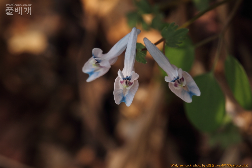 DPP_2015.03.30 시부거리0032.JPG