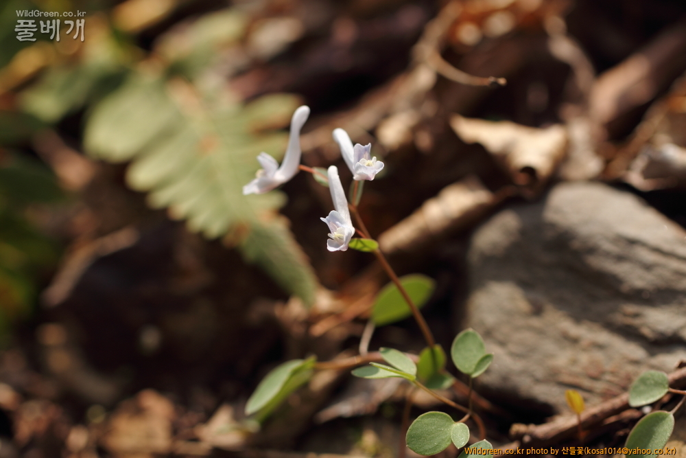 DPP_2015.03.30 시부거리0024.JPG