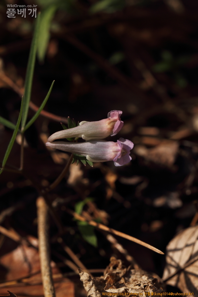 DPP_2015.03.30 시부거리0008.JPG