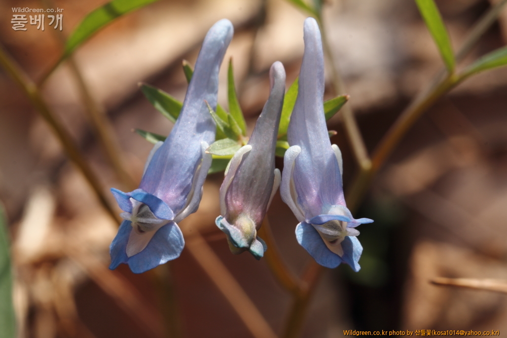 DPP_2015.03.30 시부거리0014.JPG