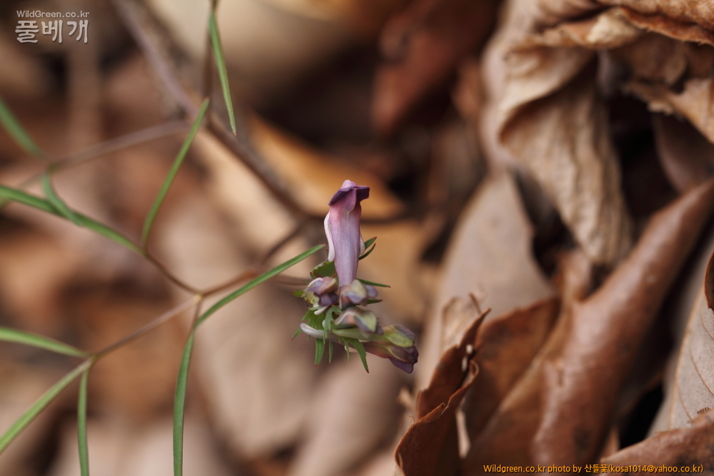 DPP_2015.03.30 시부거리0016.JPG