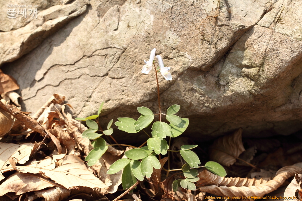 DPP_2015.03.30 시부거리0030.JPG