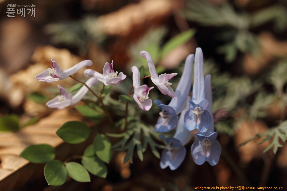 DPP_2015.03.30 시부거리0026.JPG