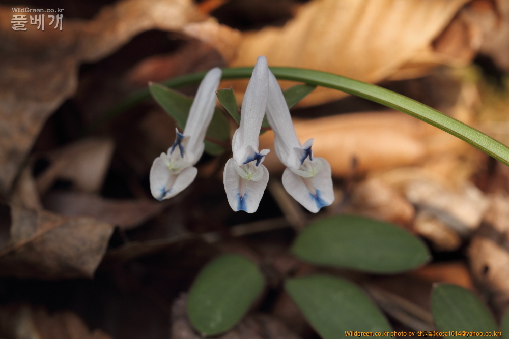 DPP_2015.03.30 시부거리0020.JPG