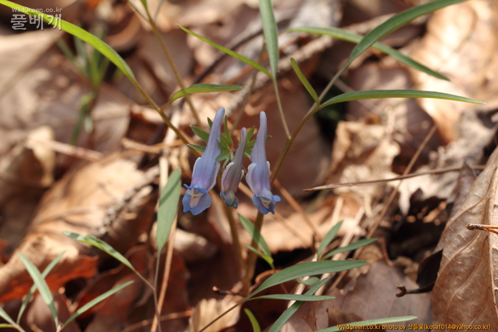 DPP_2015.03.30 시부거리0003.JPG