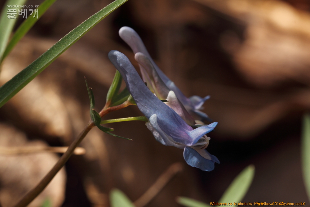 DPP_2015.03.30 시부거리0005.JPG