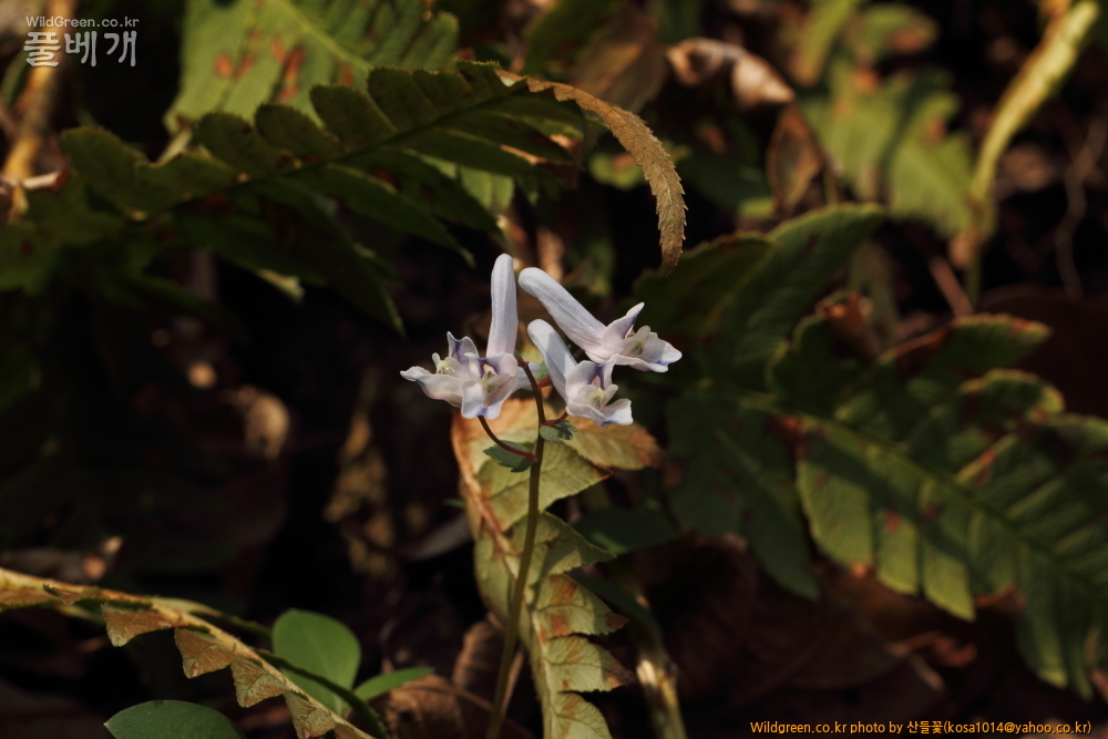 DPP_2015.03.30 시부거리0031.JPG