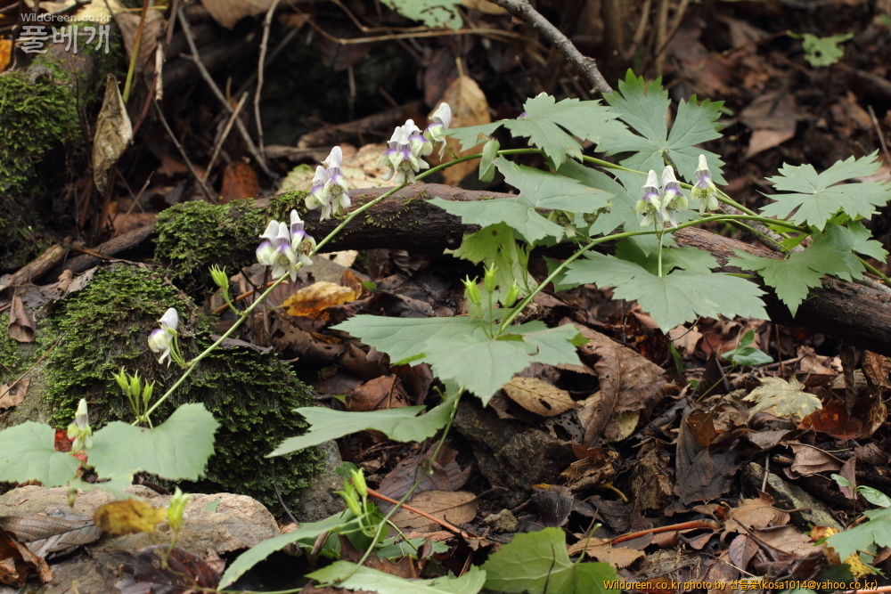 DPP_13.10.09 금오산 세뿔투구꽃0009.JPG