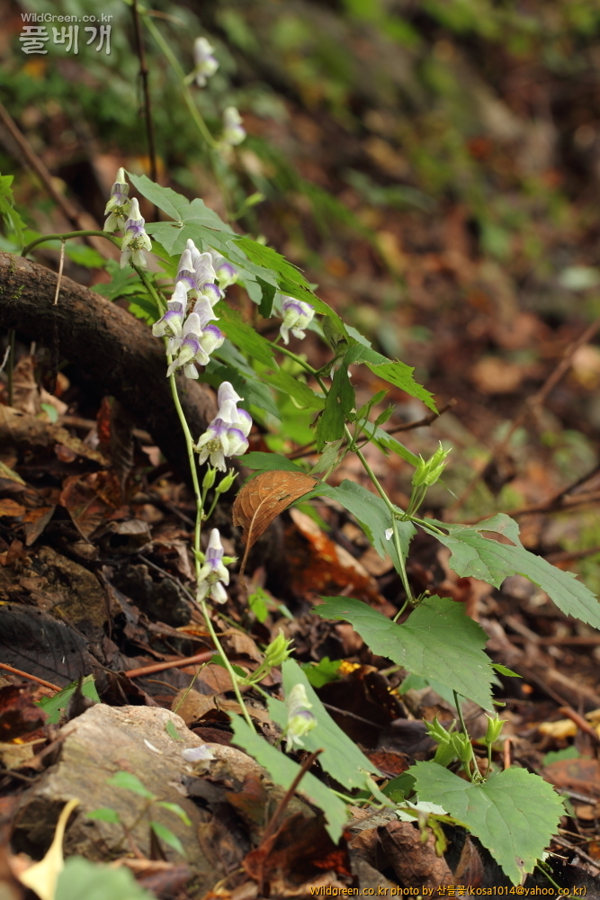 DPP_13.10.09 금오산 세뿔투구꽃0012.JPG