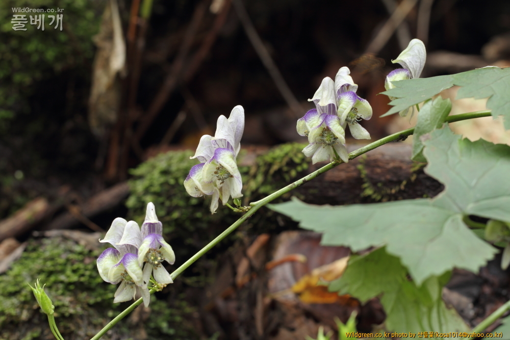 DPP_13.10.09 금오산 세뿔투구꽃0006.JPG