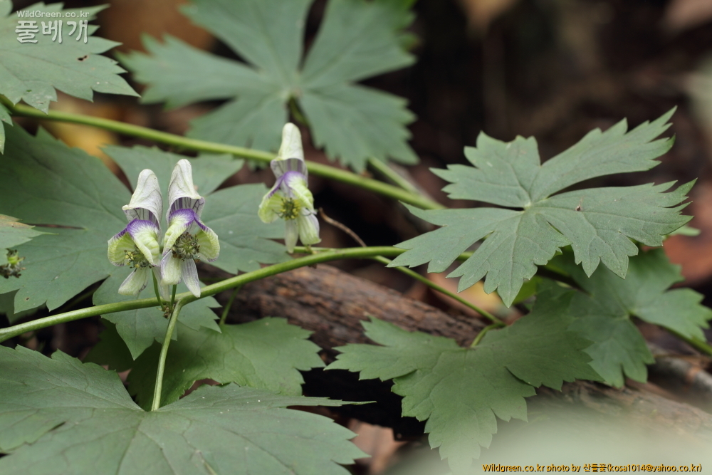 DPP_13.10.09 금오산 세뿔투구꽃0007.JPG