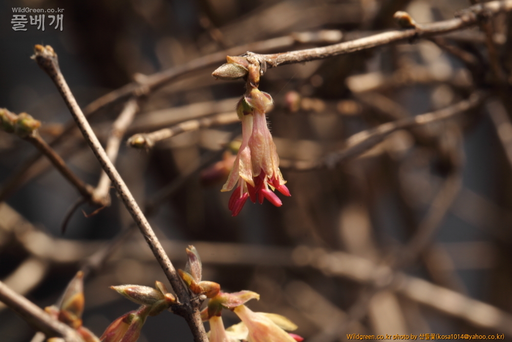 DPP_2015.03.15 박샘댁0005.JPG : 암곡계곡 탐방