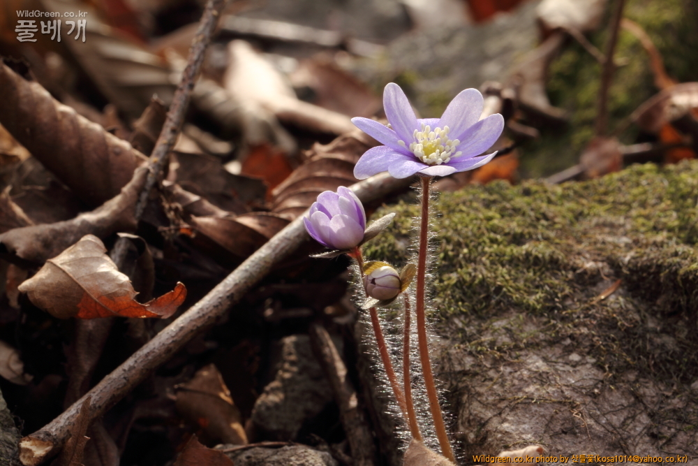 DPP_2015.03.15 암곡 0016.JPG : 암곡계곡 탐방