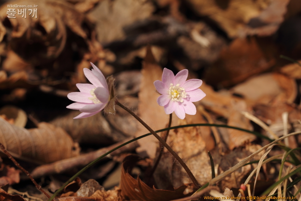 DPP_2015.03.15 암곡 0008.JPG : 암곡계곡 탐방