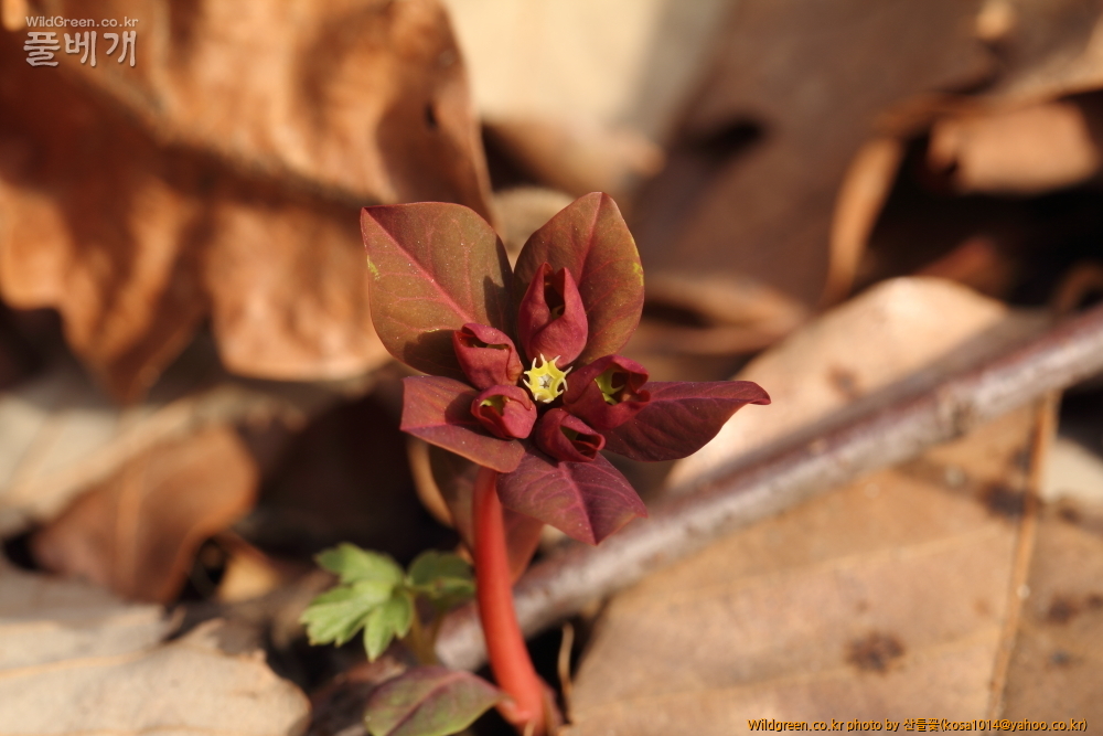 DPP_2015.03.15 암곡 0004.JPG : 암곡계곡 탐방