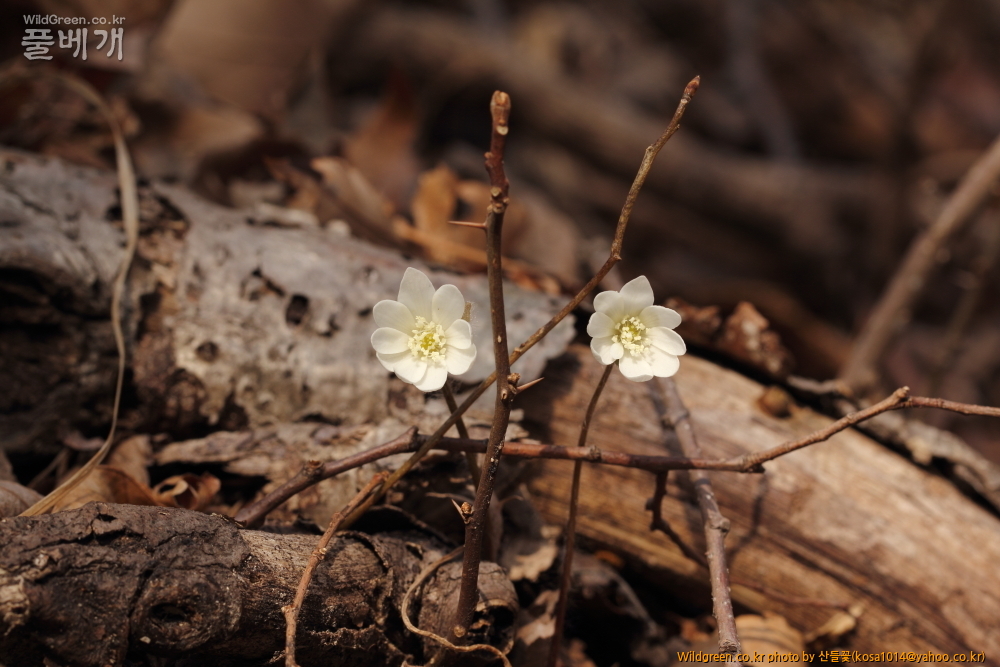 DPP_2015.03.15 암곡 0013.JPG : 암곡계곡 탐방