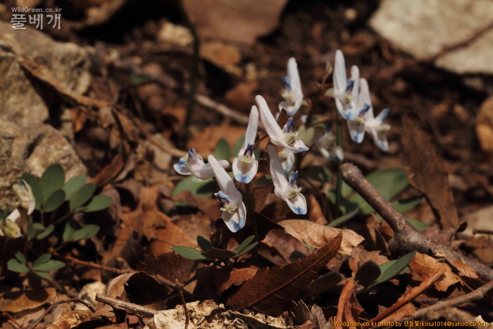 DPP_2015.03.15 암곡 0015.JPG : 암곡계곡 탐방