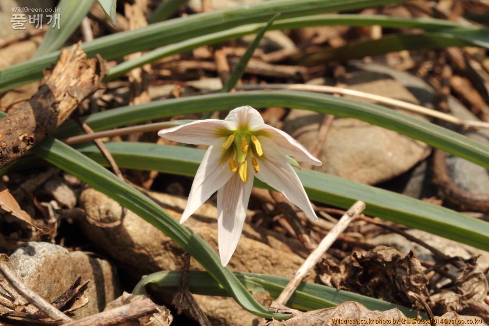 DPP_2015.03.20 앞산0001.JPG