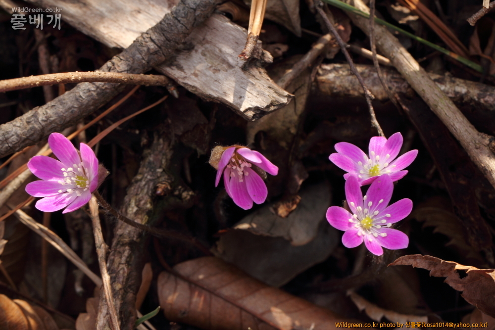 DPP_2015.03.20 앞산0021.JPG