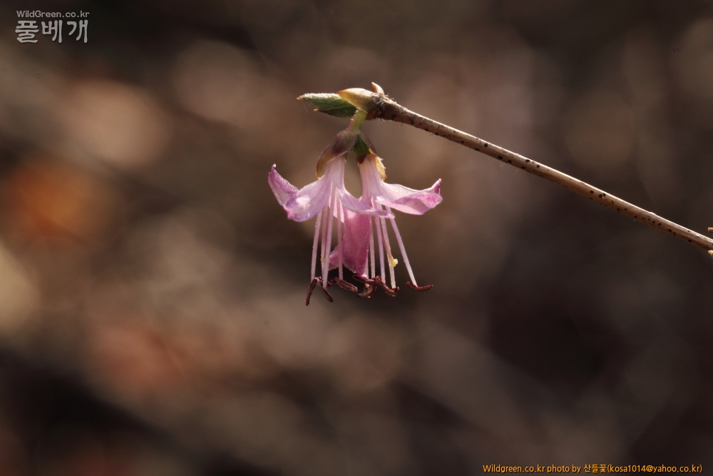 DPP_2015.03.20 앞산0024.JPG