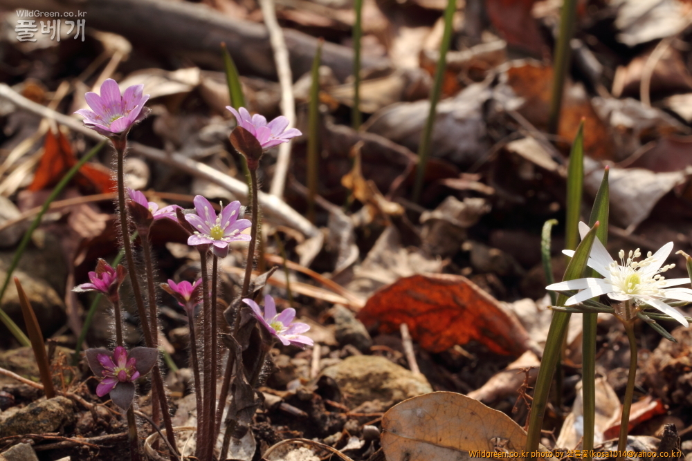 DPP_2015.03.20 앞산0012.JPG