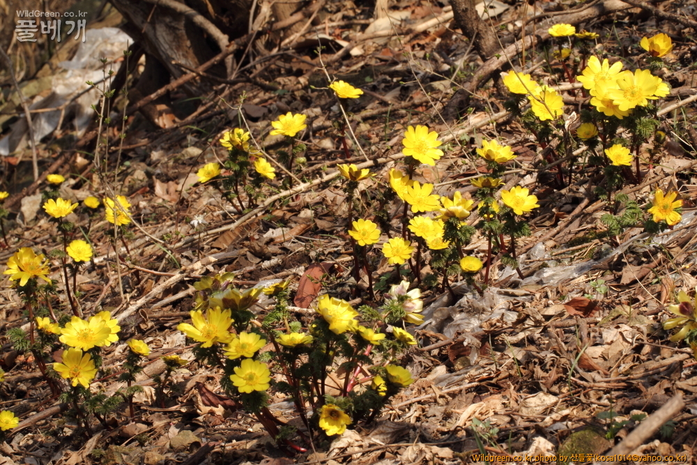 DPP_2015.03.20 앞산0006.JPG