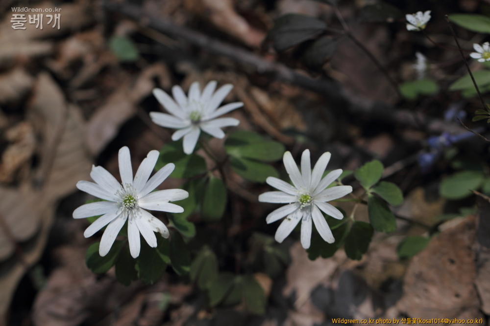 DPP_금오산 칼다봉 13.4.270070.JPG