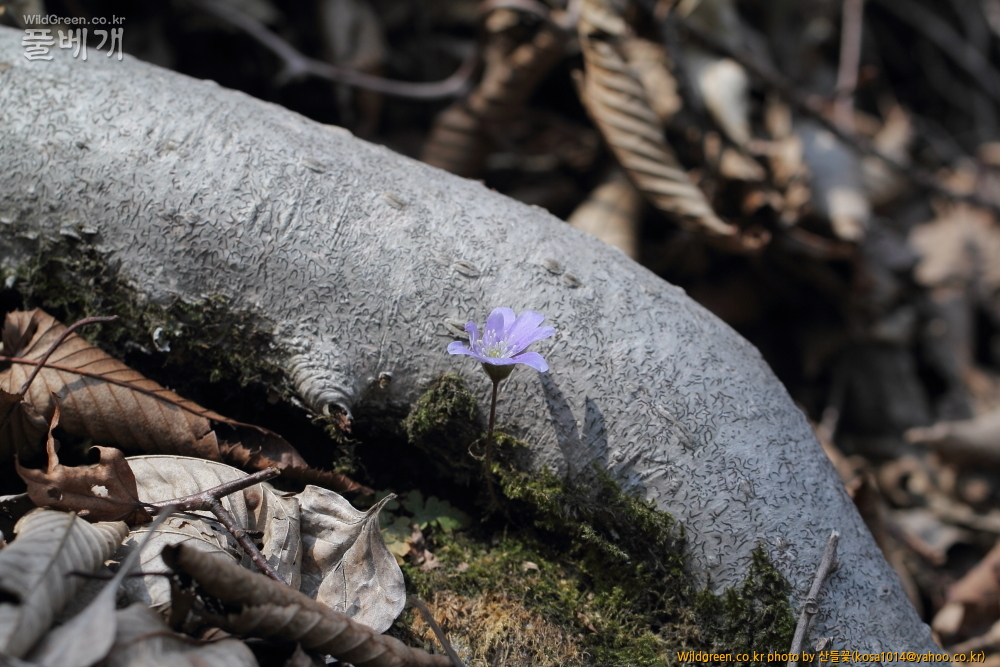 DPP_금오산 칼다봉 13.4.270053.JPG