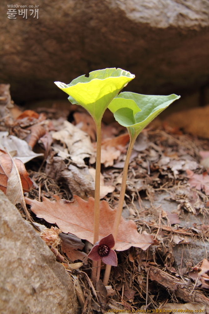 DPP_금오산 칼다봉 13.4.270016.JPG