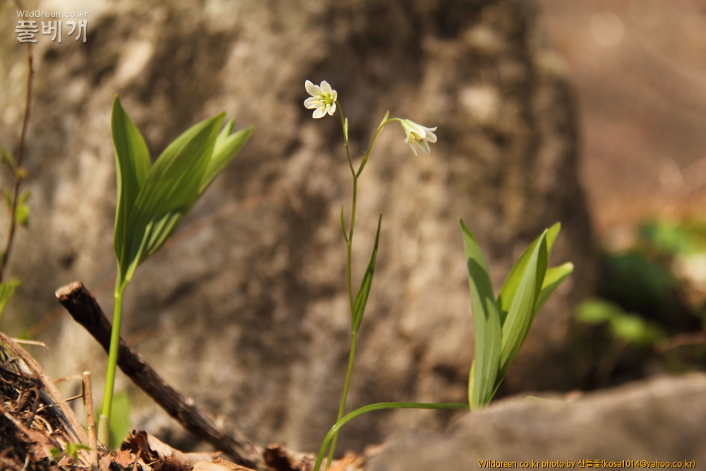 DPP_금오산 칼다봉 13.4.270034.JPG