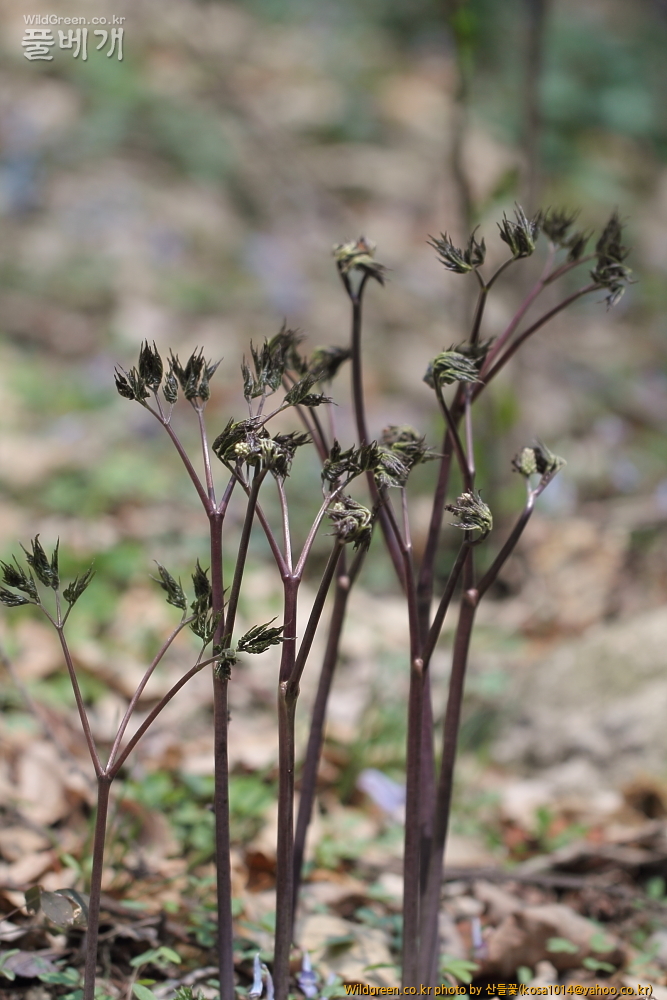 DPP_금오산 칼다봉 13.4.270072.JPG