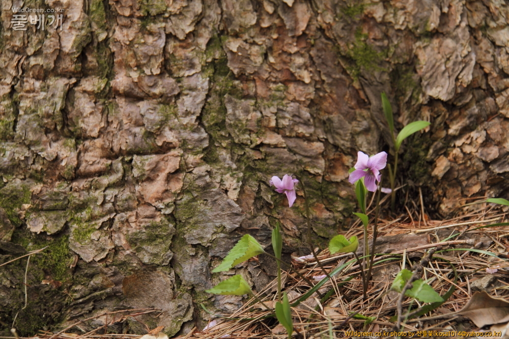 DPP_금오산 칼다봉 13.4.270014.JPG