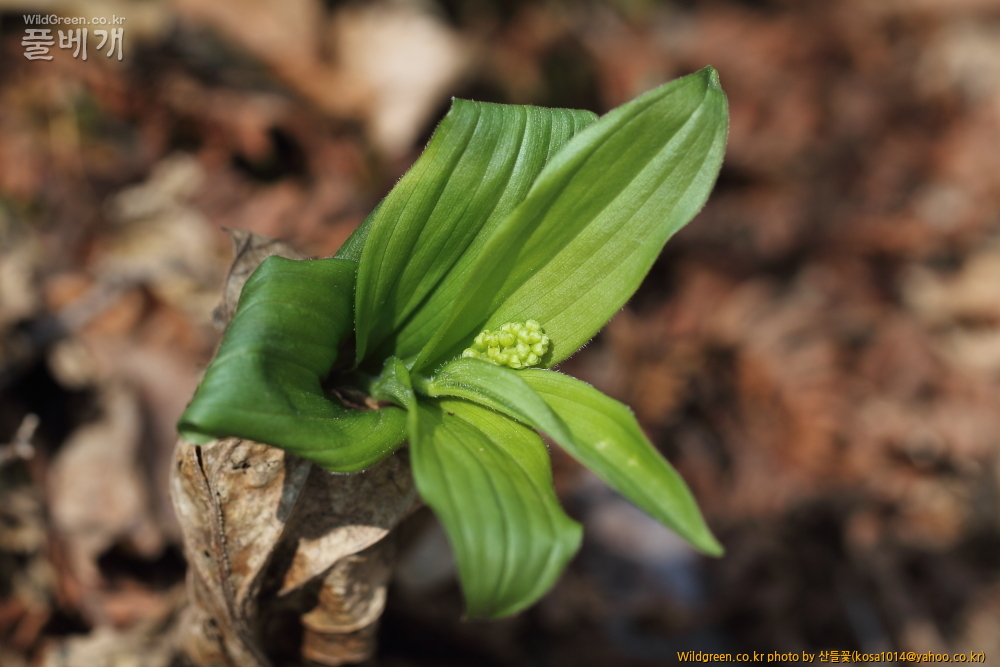 DPP_금오산 칼다봉 13.4.270067.JPG