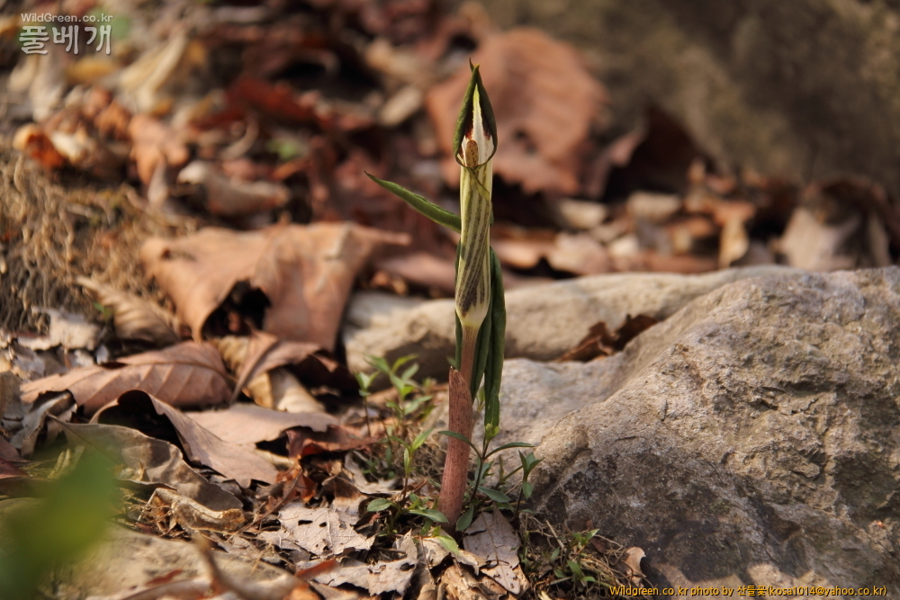 DPP_금오산 칼다봉 13.4.270018.JPG