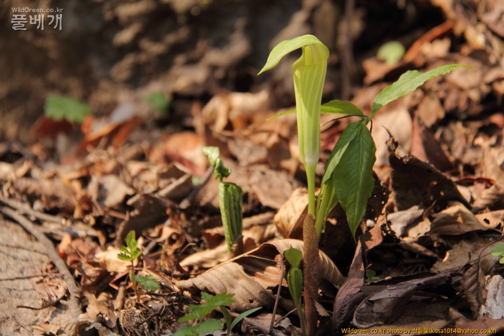 DPP_금오산 칼다봉 13.4.270036.JPG